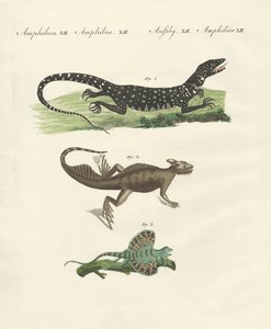 Trois types de lézards étranges