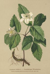 Anémone trifoliée