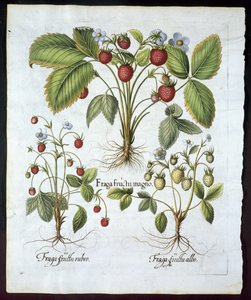 Trois variétés de fraises, planche 116, de Hortus Eystettensis par Basil Besler (1561-1629) publié en 1613 - German School