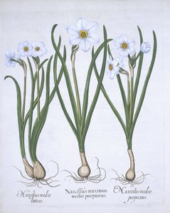 Trois narcisses blancs, de Hortus Eystettensis par Basil Besler (1561-1629) publié en 1613 - German School