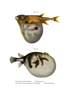 Poisson-globe à trois dents