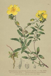 Hélianthème à feuilles de thym (Helianthemum grandiflorum, Helianthemum serpyllifolium, Helianthemum vulgaris)