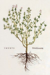 Thymus [thym], illustration de De historia stirpium commentarii insignes par Leonhard Fuchs, publiée en 1542 (gravure sur bois en couleur) - German School