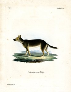 Chien tibétain