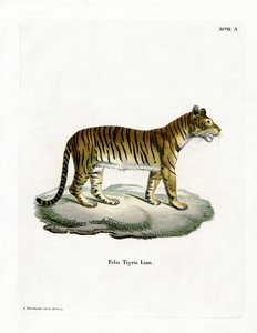 Tigre - German School