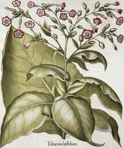Plante de tabac, du Hortus Eystettensis par Basil Besler (1561-1629), pub. 1613 (gravure en couleur)