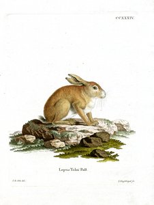 Lièvre de Tolai