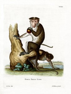 Macaque toque - German School
