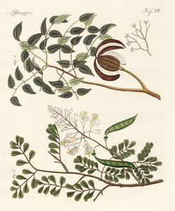 Arbres des pays chauds - German School