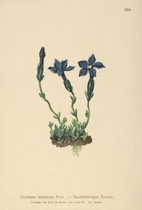 Gentiane de Triglav (Gentiana terglouensis, Gentiana imbricata) - German School