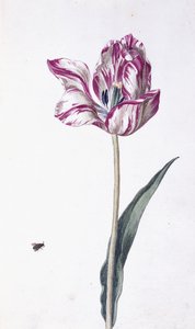 Tulipe et abeille, 18ème siècle
