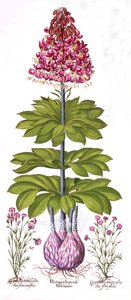 Turks Cap Lily et Dianthus, de Hortus Eystettensis, par Basil Besler, pub. 1613 - German School