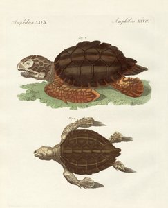 Tortues de taille phénoménale - German School
