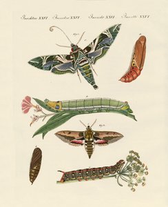 Papillon du crépuscule