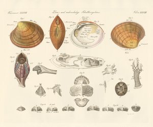 Coquilles bivalves et plus ou moules - German School