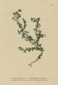 Sabuline à deux fleurs (Arenaria biflora) - German School