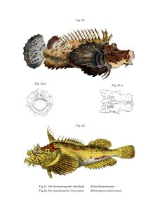 Poisson-scorpion à deux épines