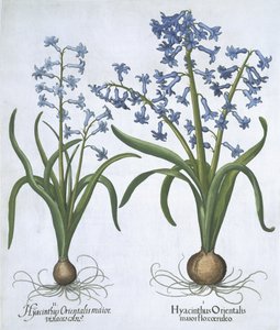 Deux jacinthes bleues, de Hortus Eystettensis par Basil Besler (1561-1629) publié en 1613