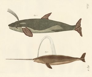 Deux types de baleines
