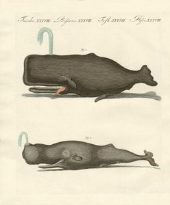 Deux types étranges de baleines - German School