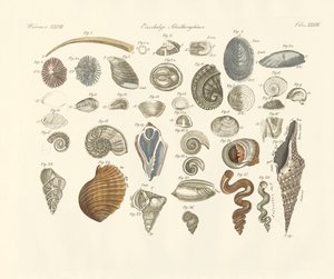 Animaux univalves ou coquilles de vers