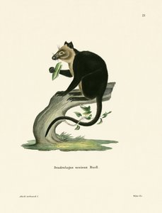 Kangourou arboricole ursin