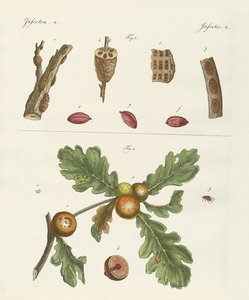 Insectes utiles