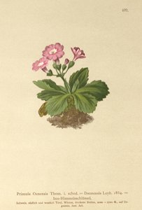 Primevère de Val-Daone (Primula Oenensis, Primula Daonensis)