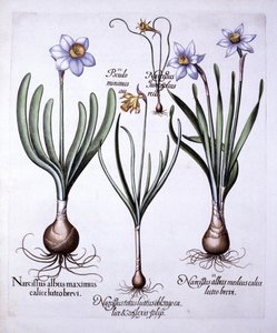 Divers narcisses, de Hortus Eystettensis, par Basil Besler, pub. 1613