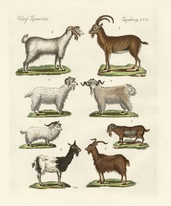 Divers types de chèvres et boucs - German School