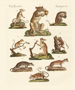 Divers types de marsupiaux - German School
