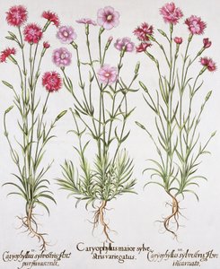 Diverses variétés de Dianthus, du Hortus Eystettensis par Basil Besler (1561-1629), pub. 1613 (gravure en couleur)
