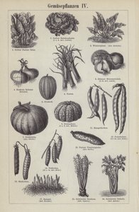 Légumes - German School