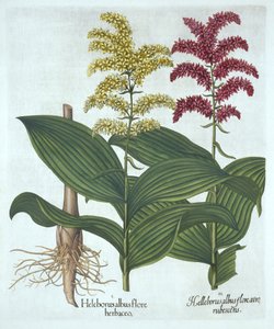 Vératre, de "Hortus Eystettensis", par Basil Besler