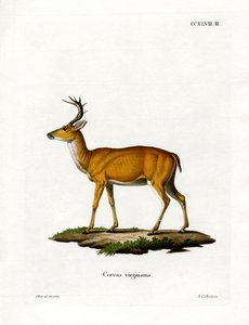 Cerf de Virginie - German School