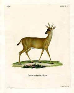 Cerf de Virginie