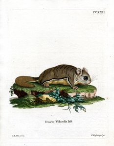 Écureuil volant de Virginie - German School
