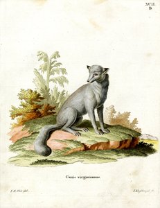 Renard de Virginie
