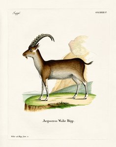 Walia ibex