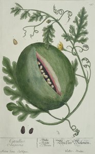 Pastèque, d