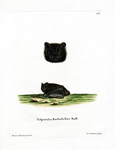 Barbastelle d