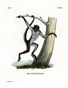 Singe-araignée à ventre blanc
