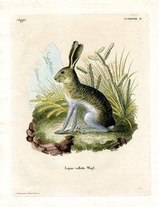 Lièvre à flancs blancs - German School