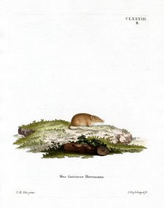 Musaraigne dent blanche