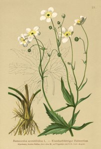 Renoncule à feuilles d