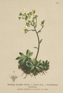 Saxifrage blanche des montagnes (Saxifraga brevifolia, Saxifraga Aizoon) - German School