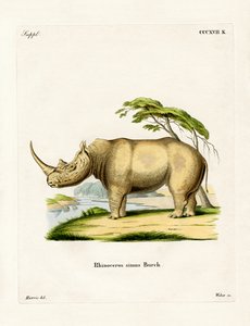 Rhinocéros Blanc