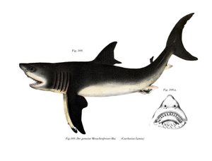 Requin blanc