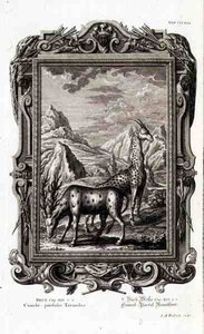 Animaux sauvages, de 