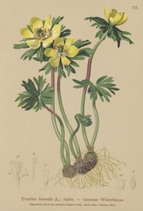 Hellébore d